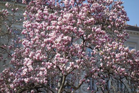 szegedi_liliomfa__magnolia-_szeged_szallas.jpg